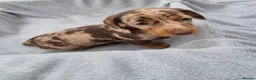 Miniature Dachshund dogs for sale: Gorgeous KC Registered, PRA Clear puppies  in Harlow - Advert 33