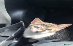 Bengal cats for sale: bengal kitten with supplies - Image 2