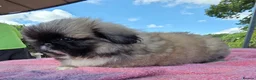 Pekingese dogs for sale: KC Registered Pekingese Puppies top quality  - Advert 35