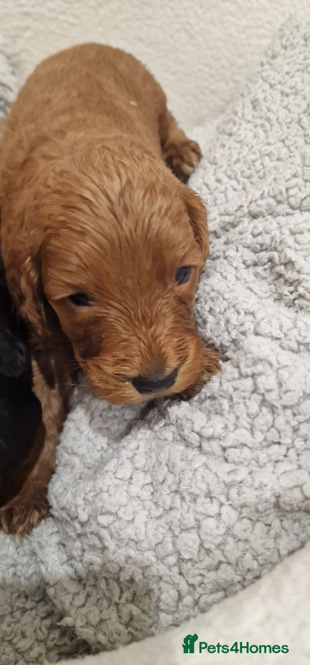 Cockapoo dogs for sale: F1 cavapoo  - Advert 6