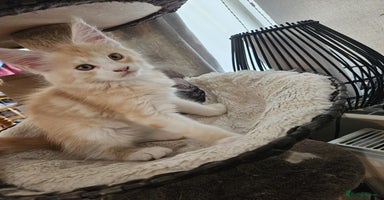 Maine Coon cats - Advert 15