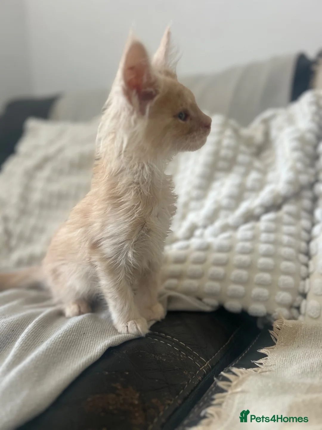Maine Coon cats for sale: Stunning Maine coon kittens!! Tica  - Advert 1