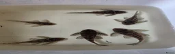 Plecos fish for sale: L333 Gurupa Plecos - Advert 1