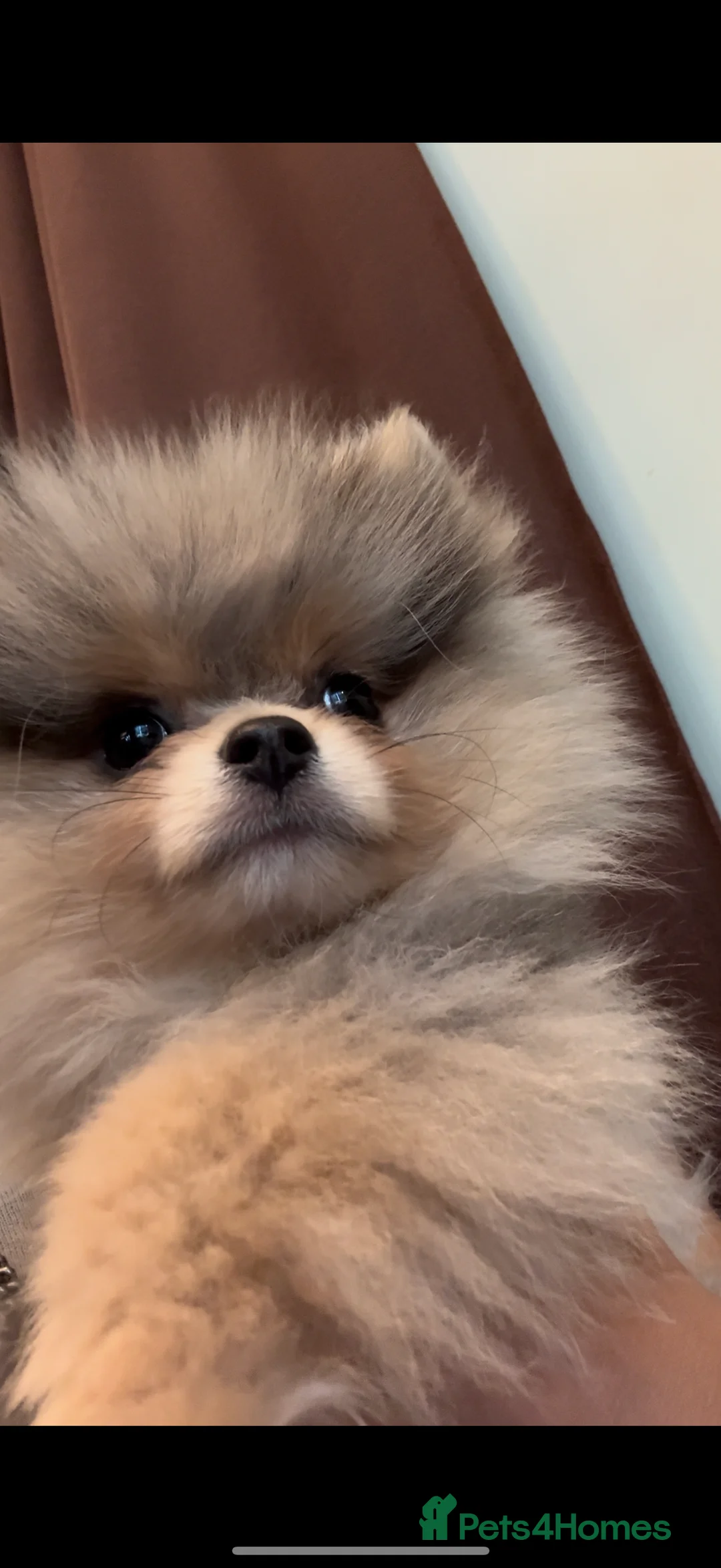 Pomeranian dogs for stud: Rare Blue & Tan Merle Pomeranian Stud – London  - Advert 10