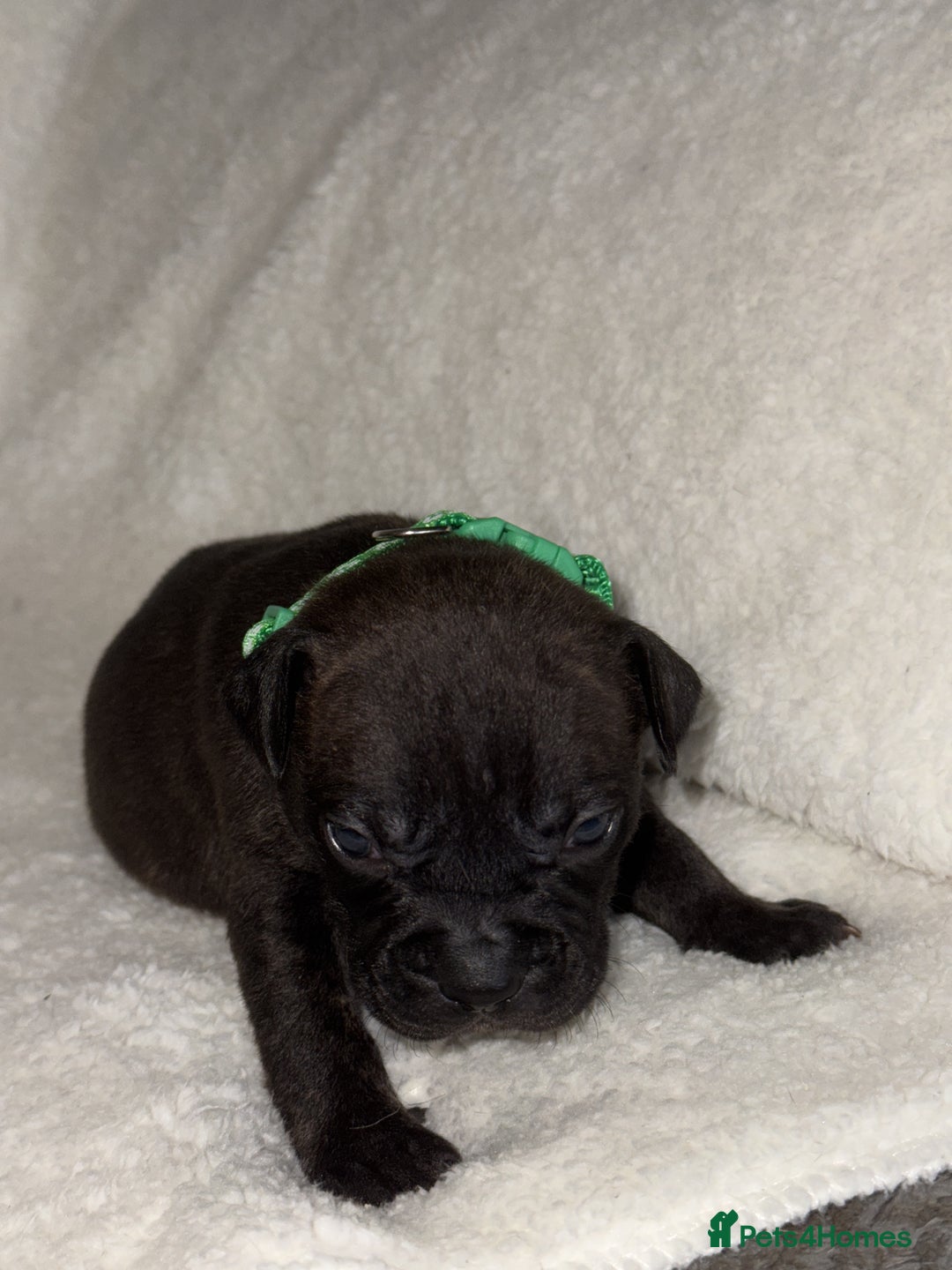 Mixed Breed dogs for sale: Fraffy puppies (staffy x french bulldog) - Advert 11