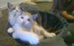 British Longhair cats for sale: 4 Beautiful Kitties Ready - Image 1