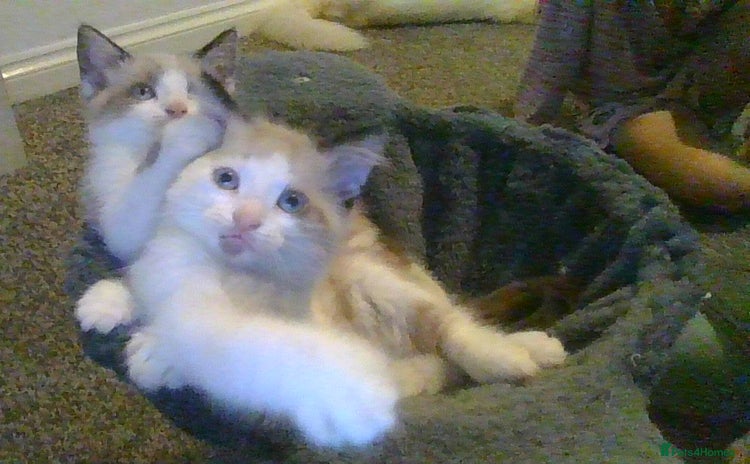 British Longhair cats - Advert 1