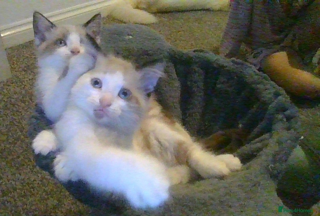 British Longhair cats for sale: 4 Beautiful Kitties Ready - Image 1