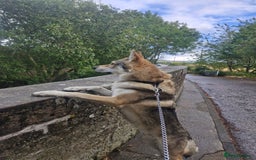 Saarloos Wolfdog dogs for stud: Czech wolfdog Name Cassius - Image 3