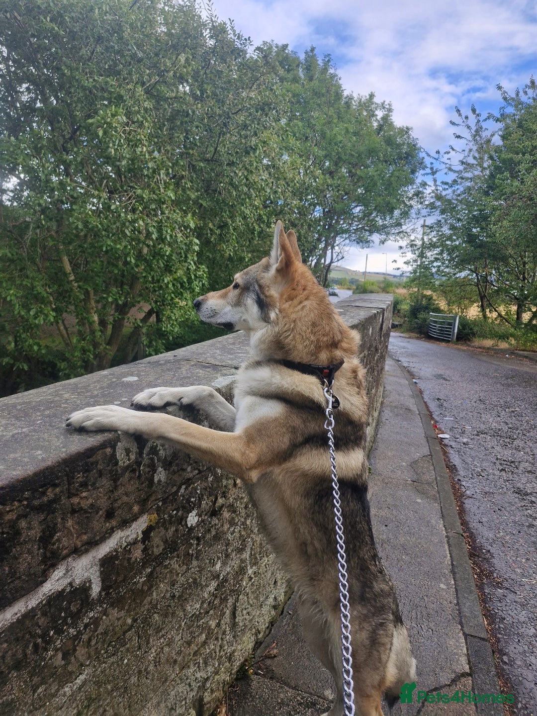 Saarloos Wolfdog dogs for stud: Czech wolfdog Name Cassius - Image 3
