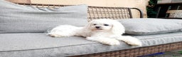 Maltese dogs for stud: KC Reg Korean Maltese for STUD in Sittingbourne - Advert 2