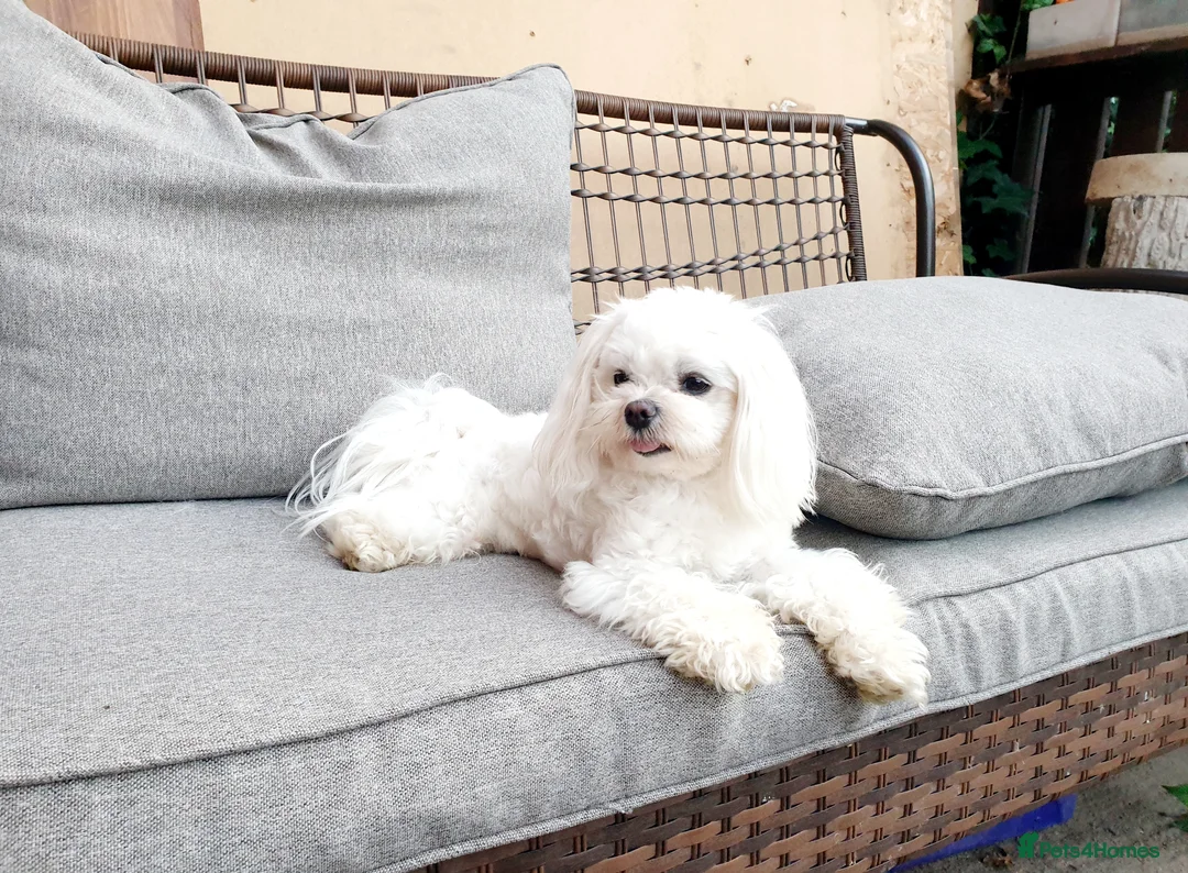 Maltese dogs for stud: KC Reg Korean Maltese for STUD in Sittingbourne - Advert 2