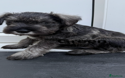 Miniature Schnauzer dogs for sale: Adorable miniature schnauzers  - Image 8
