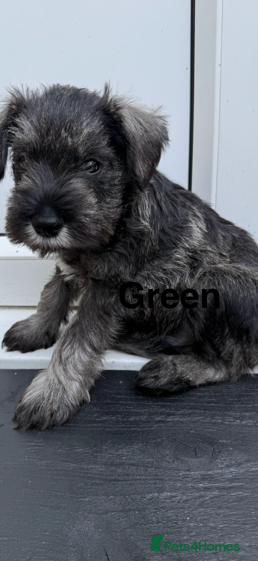 Miniature Schnauzer dogs for sale: Adorable miniature schnauzers  - Image 8