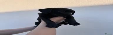 Female black short fur 