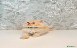 Persian cats for sale: Persian kittens 2 gorgeous boys  - Image 9