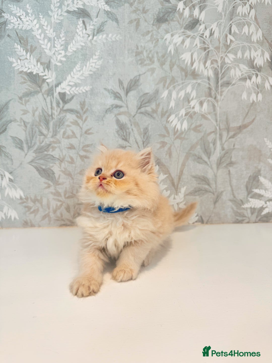Persian cats for sale: Persian kittens 2 gorgeous boys  - Image 9