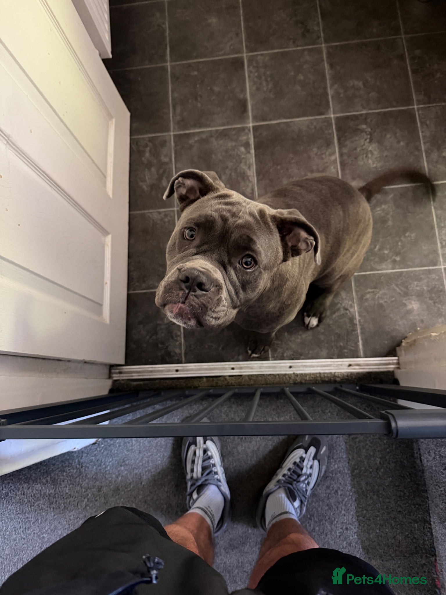 Cane Corso dogs Cane Corso - Advert 1