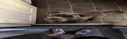 Cane Corso dogs for sale: Cane Corso - Advert 1