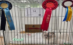 Ragdoll cats for sale: GCCF Registered Pedigree Lilac Point Ragdolls in Dundee - Image 13