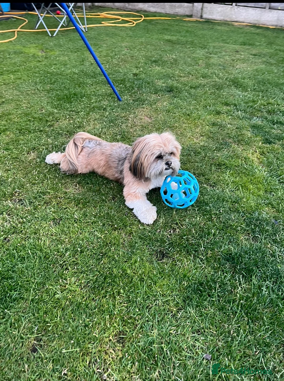 Lhasa Apso dogs for sale: Lhasa apso  - Advert 1