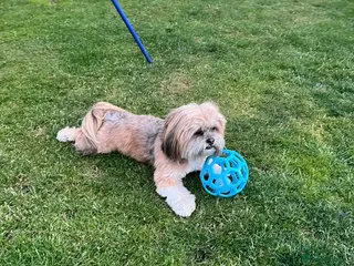 Lhasa Apso dogs Lhasa apso - Advert 1