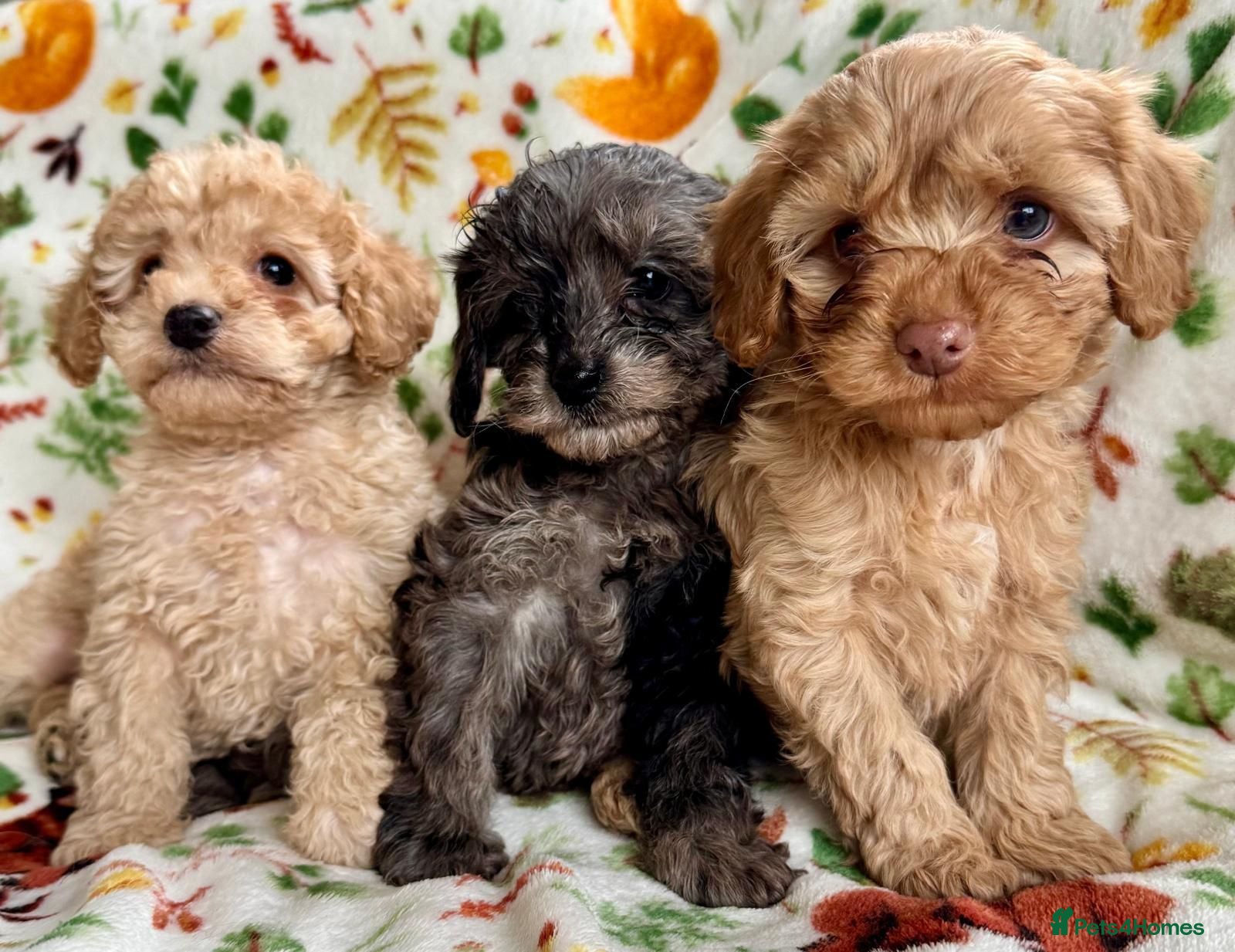 Cavapoo dogs F1b cavapoo babies - Advert 2