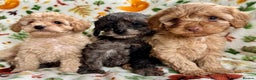 Cavapoo dogs for sale: F1b cavapoo babies - Advert 1