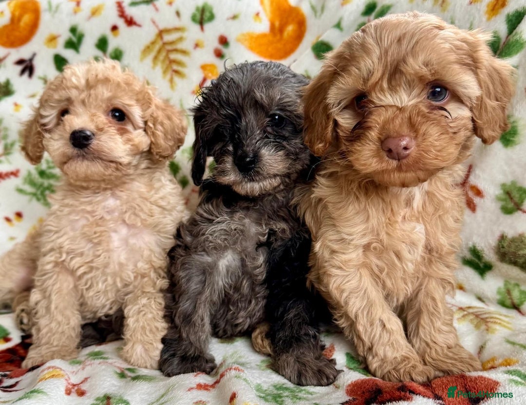 Cavapoo dogs for sale: F1b cavapoo babies - Advert 1