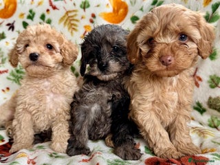 Cavapoo dogs F1b cavapoo babies - Advert 6