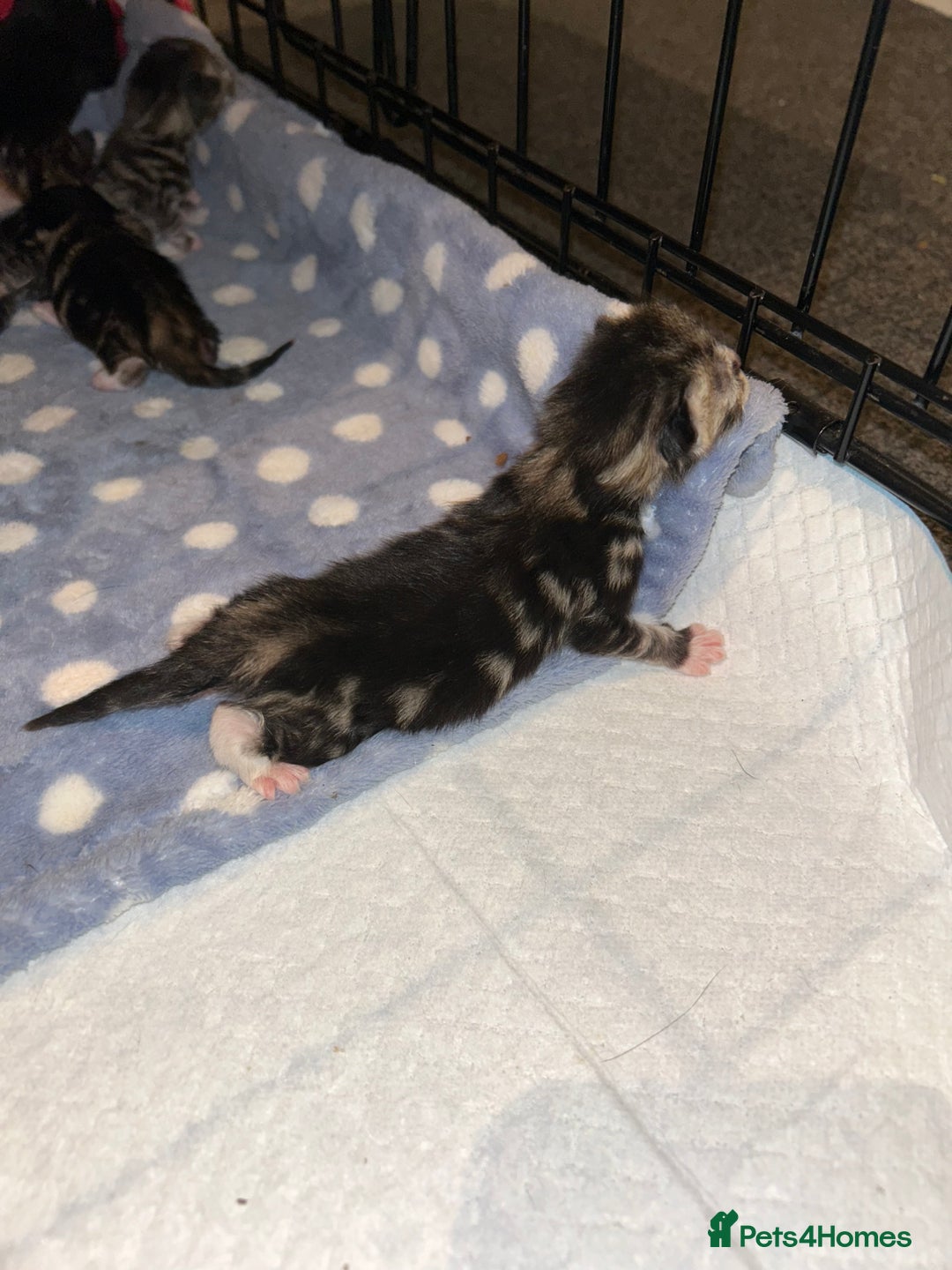 Mixed Breed cats for sale: 4 beautiful kitten mixed  - Advert 3