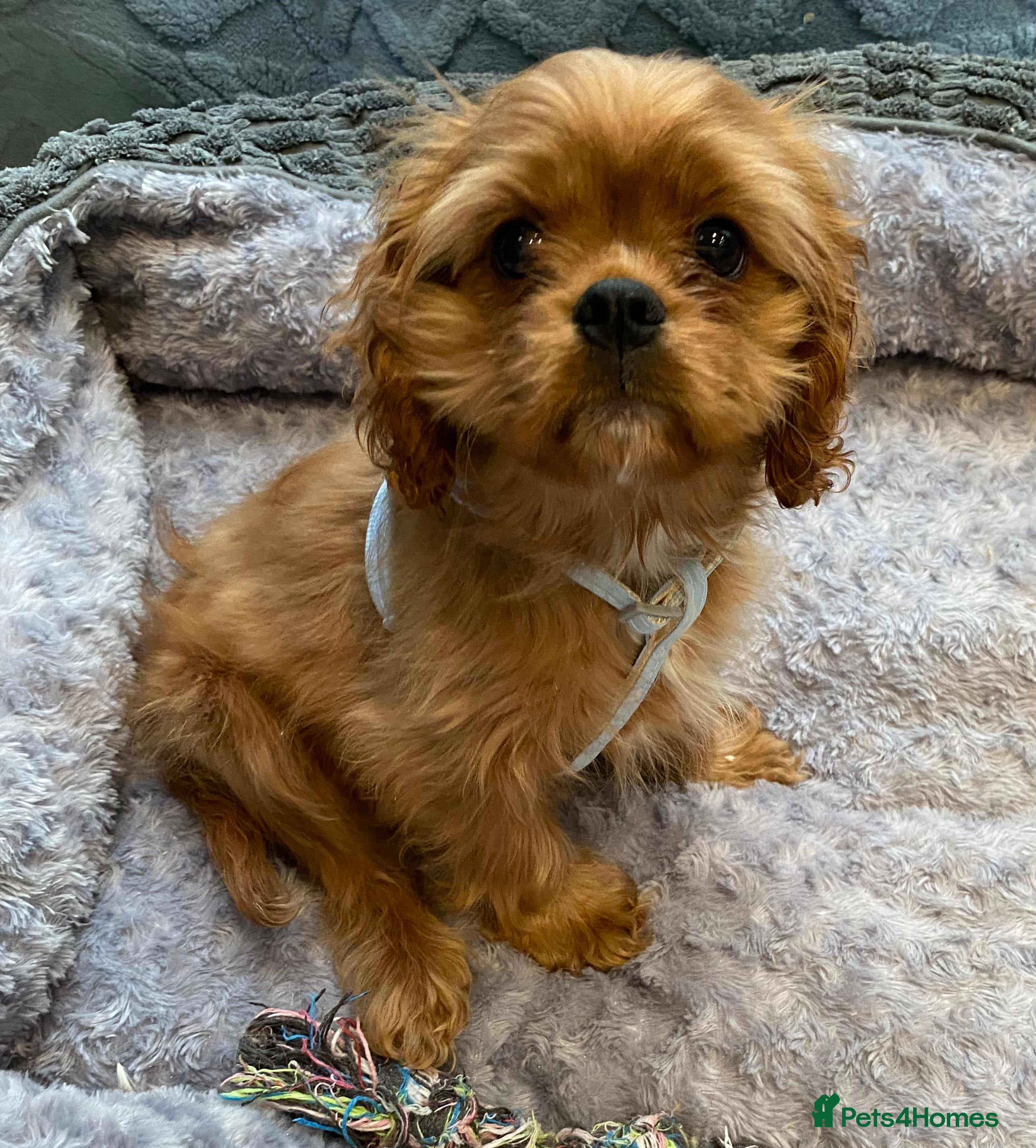 Cavalier King Charles Spaniel dogs Cavalier King Charles spaniel puppies  - Advert 6