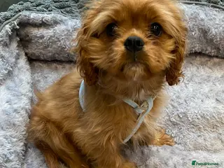 Cavalier King Charles Spaniel dogs Cavalier King Charles spaniel puppies - Advert 6