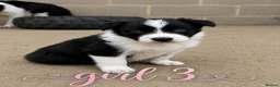 Border Collie dogs for sale: Gorgeous Border collie pups. KC registered.  - Advert 24