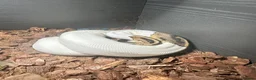 Python Snake reptiles for sale: Beautiful female Pied Royal python.  - Advert 9