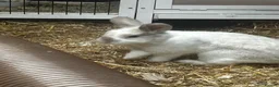 Mixed Breed rabbits for sale: 2 bonded male plush lops - Advert 1