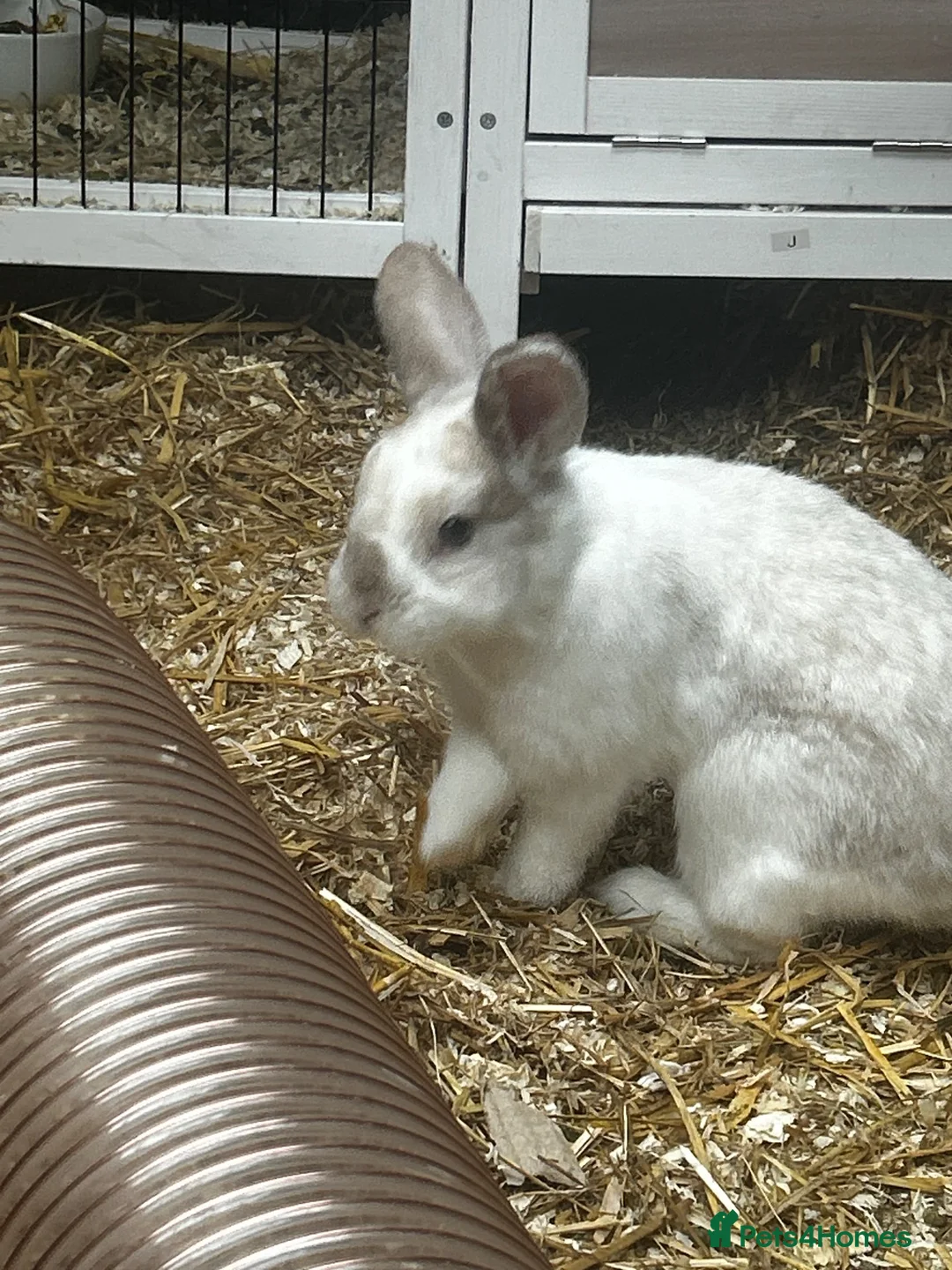 Mixed Breed rabbits for sale: 2 bonded male plush lops - Advert 1
