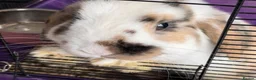 Mini Lop rabbits for sale: rabbit in Hornchurch - Advert 1