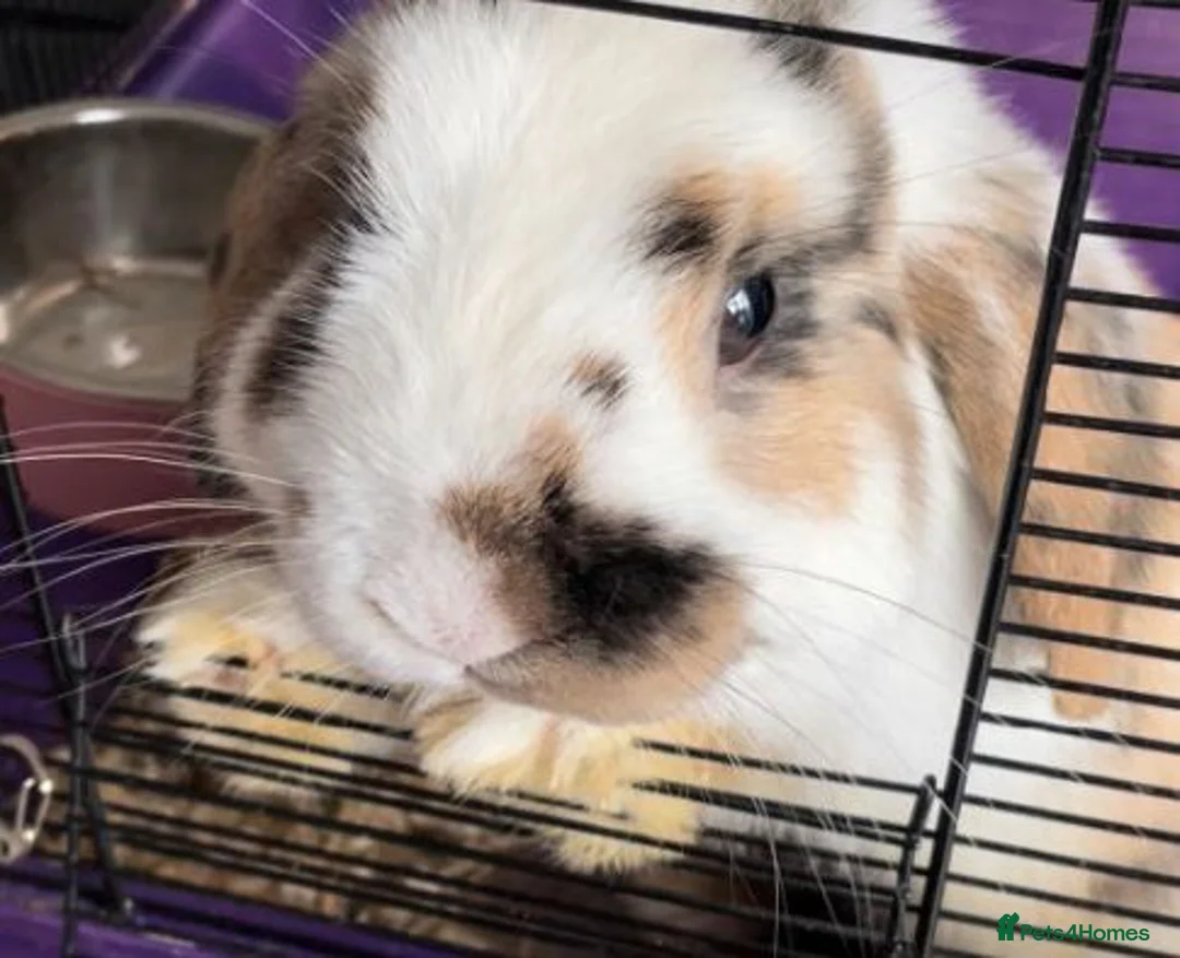Mini Lop rabbits for sale: rabbit in Hornchurch - Advert 1