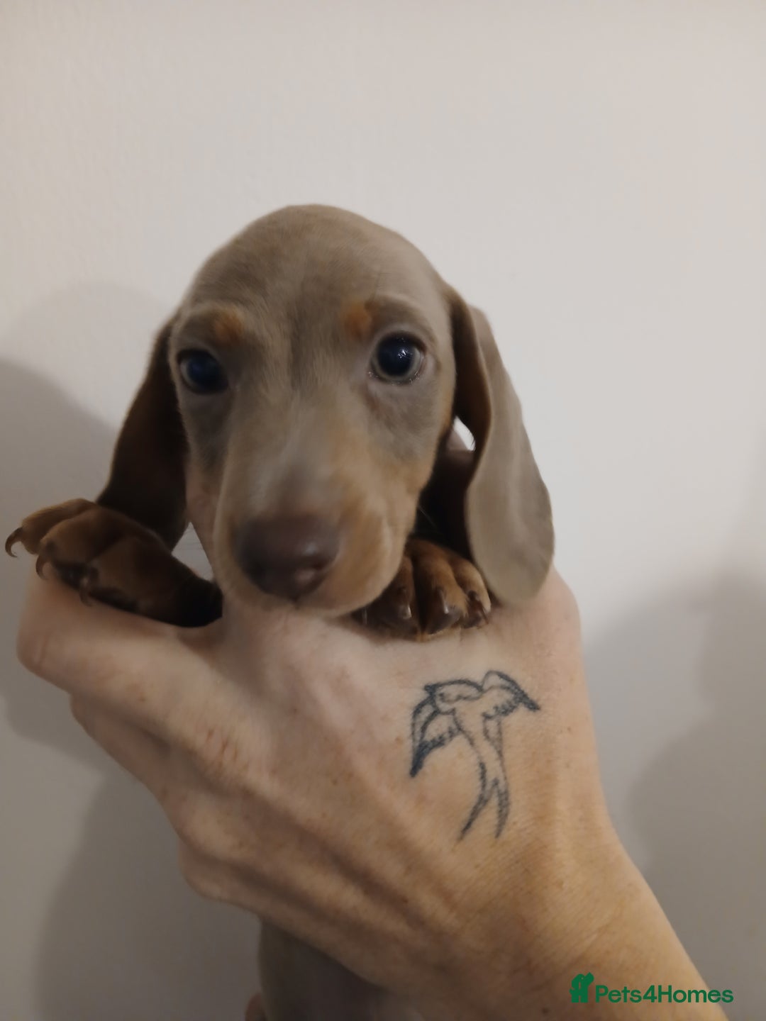 Dachshund dogs for sale: Mini Dachshund Puppies - Advert 1