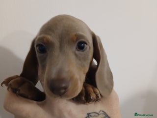 Dachshund dogs Mini Dachshund Puppies - Advert 8