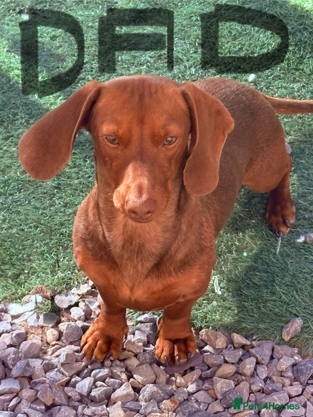 Dachshund dogs for sale: Standard Dachshund puppies for sale  - Advert 2