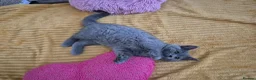 British Shorthair cats for sale: Ready! From GCCF parents with champions in line - Advert 5