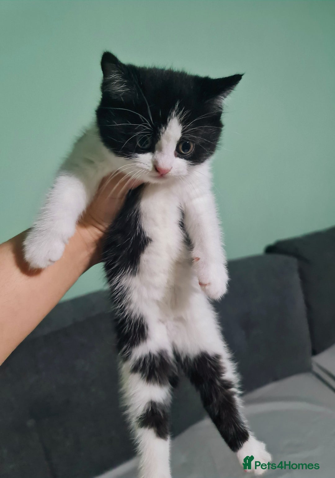 Mixed Breed cats for sale: 4 female kittens - Image 4