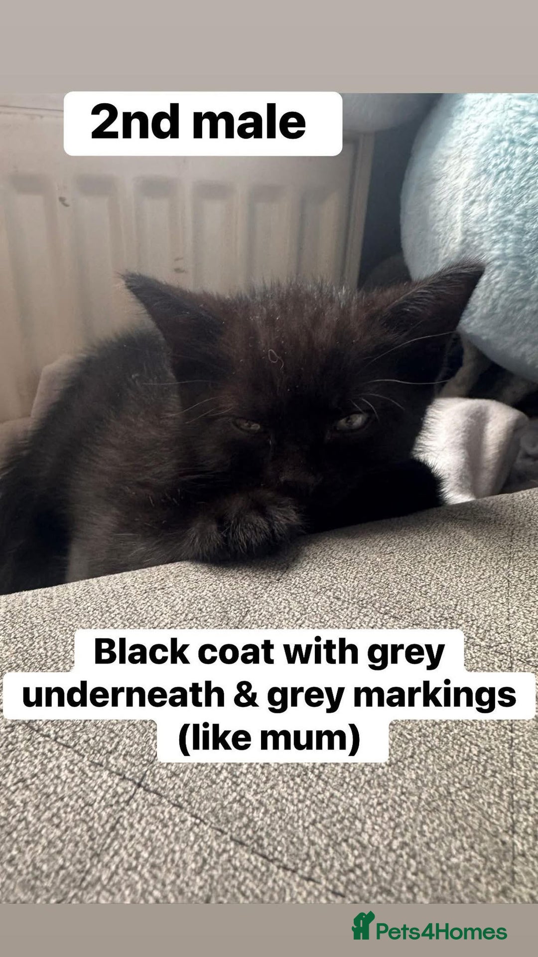 British Shorthair cats for sale: Beautiful kittens from black smoke mum  - Advert 7