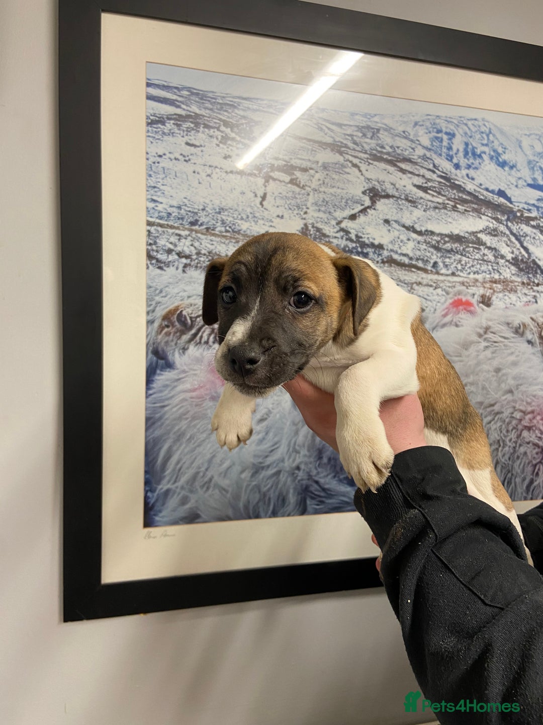 Plummer Terrier dogs for sale: Plummer terrier puppies for sale - Advert 6