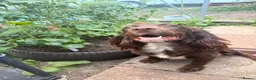 Sprocker dogs for sale: Merle sprocker spaniel puppies  in Dover - Advert 4