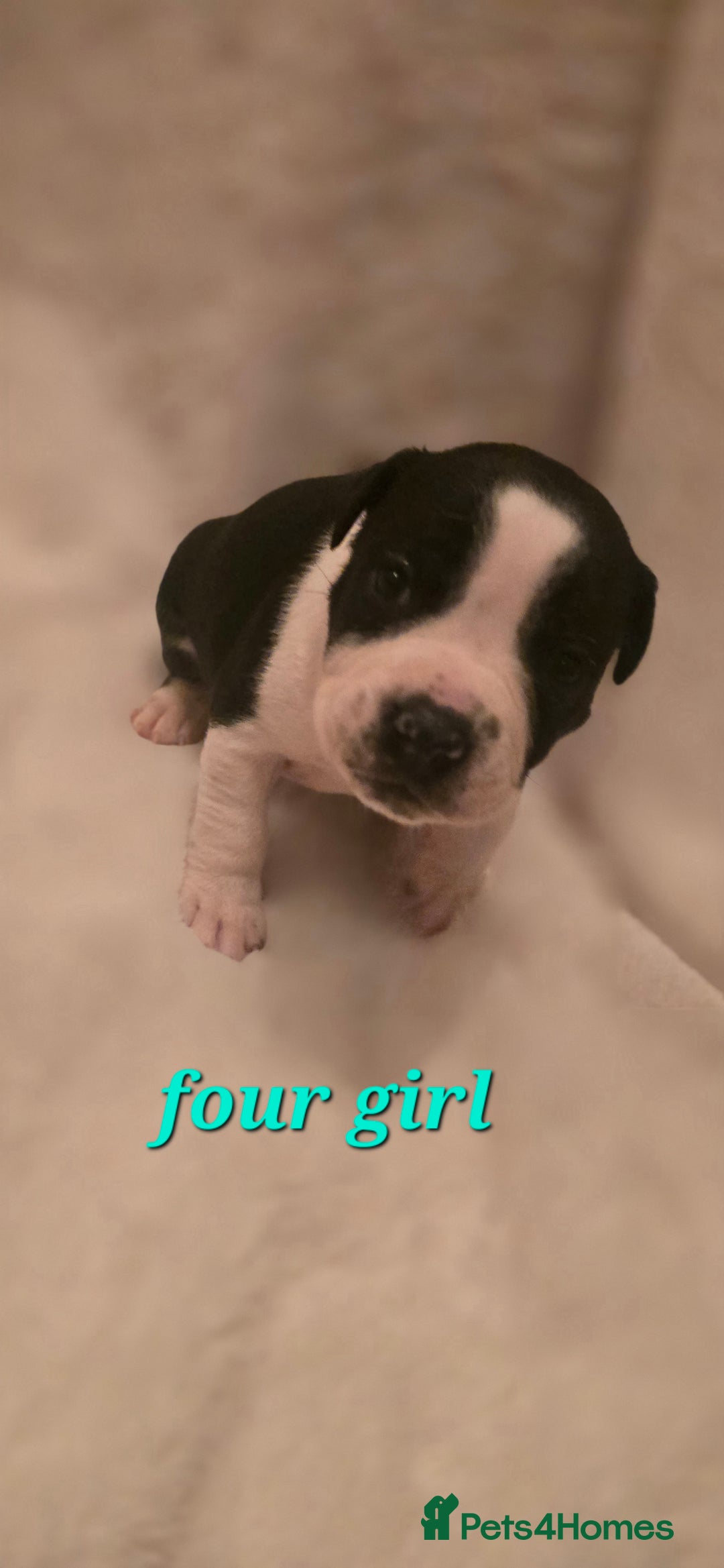 Mixed Breed dogs for sale: Olde english × staffie pups  - Advert 12