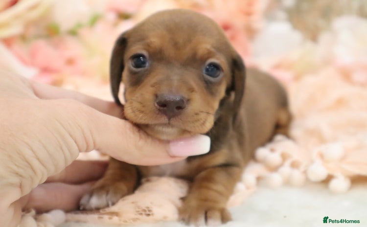 Miniature Dachshund dogs - Advert 16