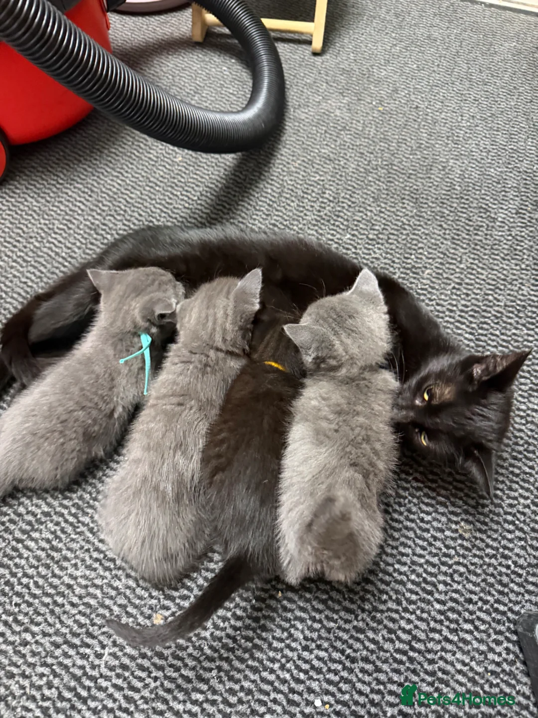 Mixed Breed cats for sale: 3 lovely boy kittens ready to leave 19/6 - Advert 1